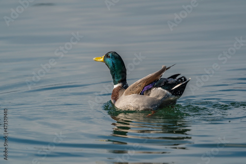 Mallard (Anas platyrhynchos) swimming in the lake