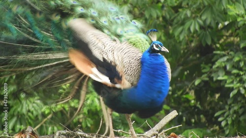Wallpaper Mural Peacock walks left to right and shuffles his feathers before walking out of frame Torontodigital.ca