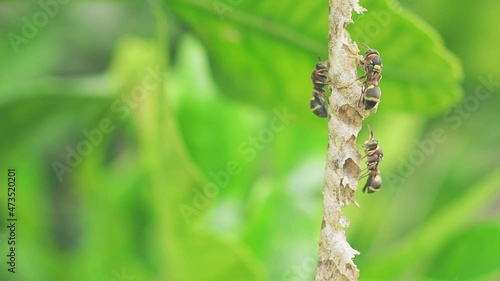 Close-up of Asian hornet or a paper wasp perches and is active in its nest hanging on the tree in the backyard