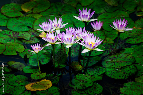 pink water lily