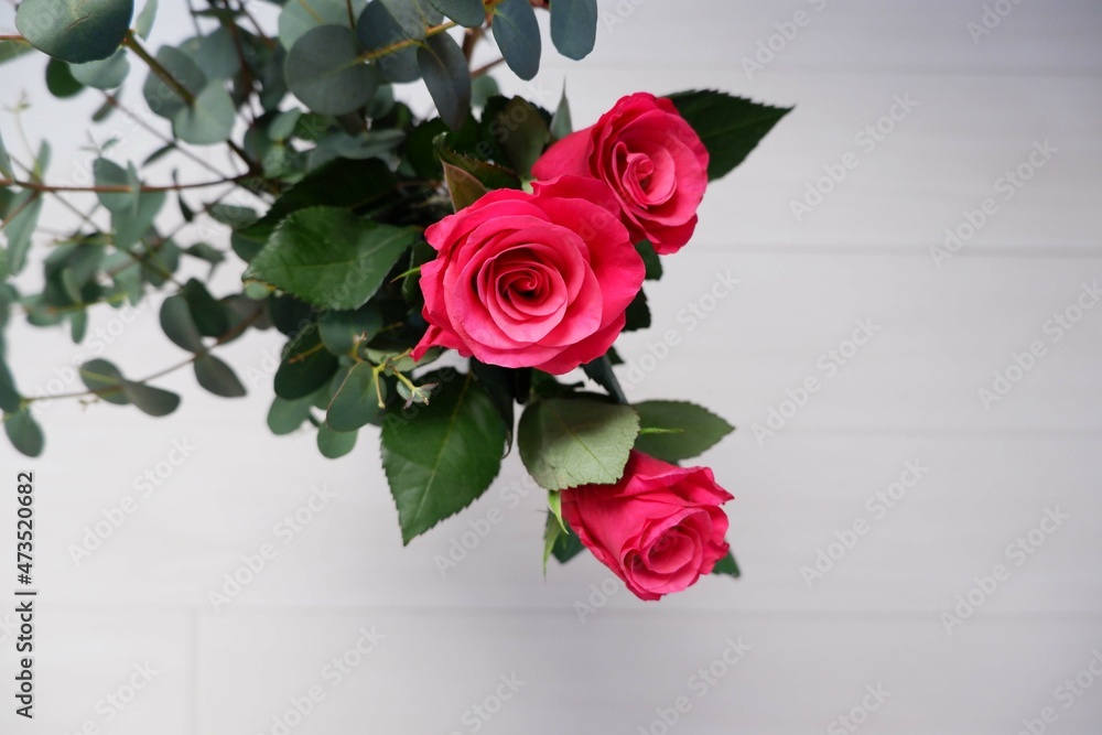 Red pink Rose on white background. Banner, Frame, Card, Background for Valentine's day, Mother's day, Birthday and anniversary.