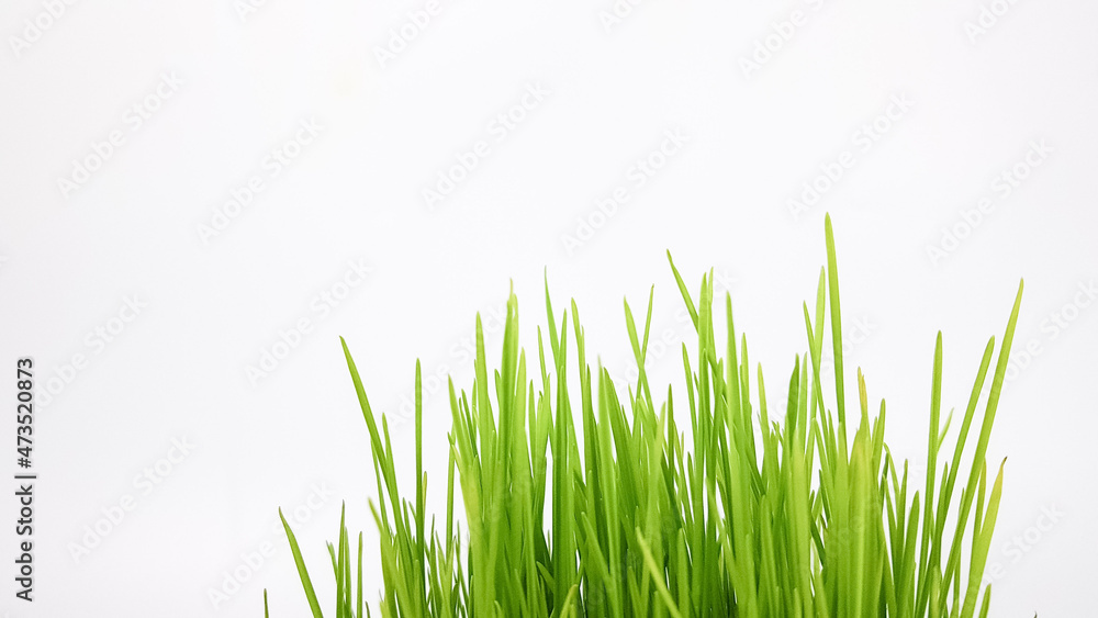 Obraz premium sprouted wheat grains on a white background. green