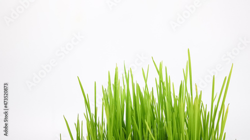 sprouted wheat grains on a white background. green