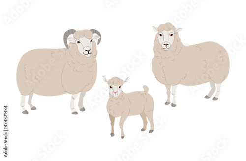 Fototapeta Naklejka Na Ścianę i Meble -  Vector set Cute Sheep and Ram isolated retro illustration. Standing Sheeps silhouette on white.