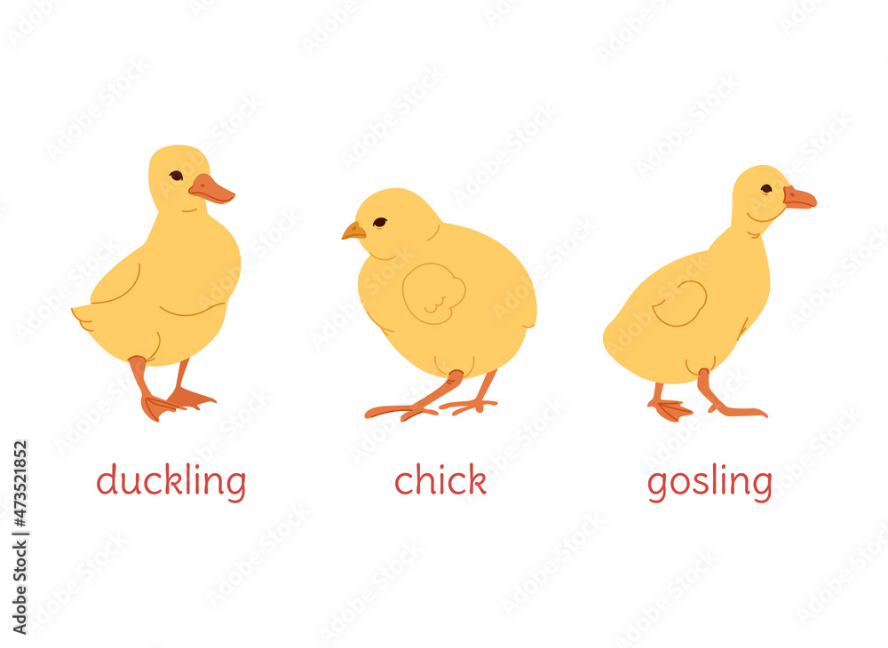 Children of duck, goose, chicken. Chicken, gosling and duckling on a white background. Vector flat illustration.