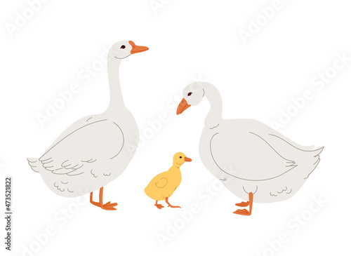 Goose family side view. Farm animals of different sex and age. Vector illustration