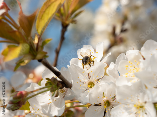 Bee on cherry tree flowers