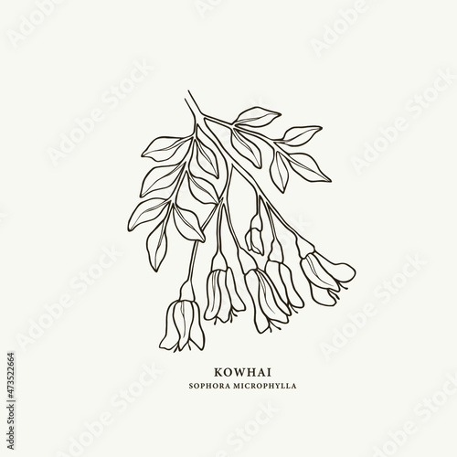 Hand drawn kowhai branch illustration. National New Zealand tree