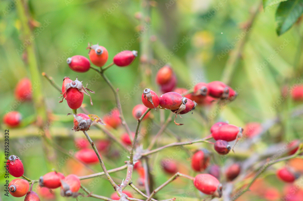 Red rose dog fruits closeup view with greenish blurred background Red rose dog fruits closeup view with greenish blurred background
