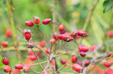 Red rose dog fruits closeup view with greenish blurred background