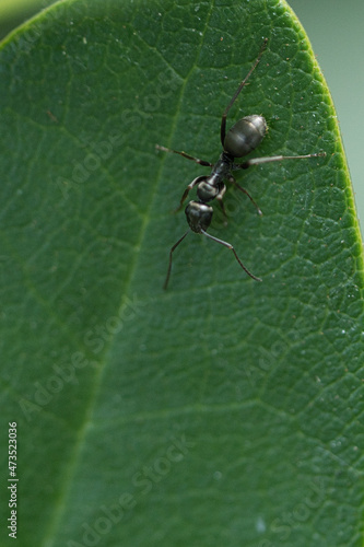 Busy ant in a macro shot on a leaf. © Martin