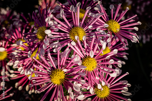 pink chrysanthemums with yellow centers