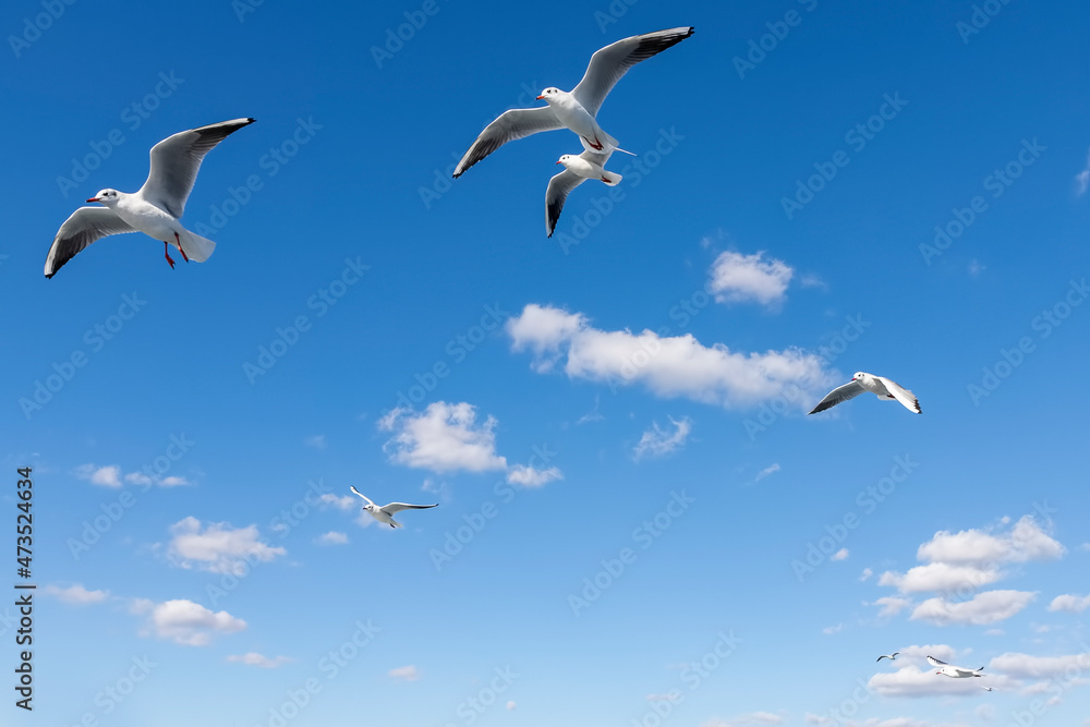 white fluffy clouds and seagulls in the blue sky