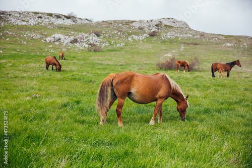 a herd of horses grazing in a green mountain meadow