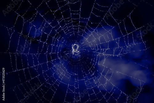 Cross spider on a web with dew drops. Cobweb with drops of rain pattern in blue light. Cobweb net texture with morning rain bokeh. Partial blur view lines  spider web necklace.