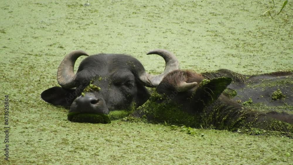 Water Buffalo and Calf swimming on hot sunny day in green algae filled lake. Calf nuzzles the back of the adult Buffalo. Water Buffalo and Calf swimming on hot sunny day in green algae filled lake. Calf nuzzles the back of the adult Buffalo.