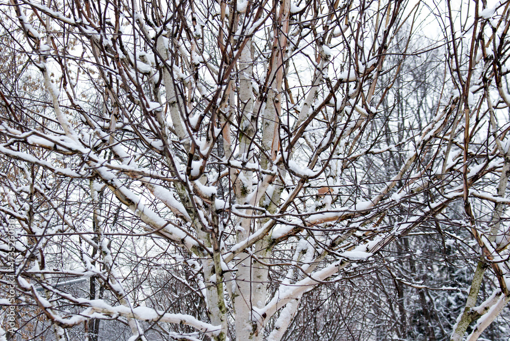 birch tree (Jacquemontii Betula ).  winter view.