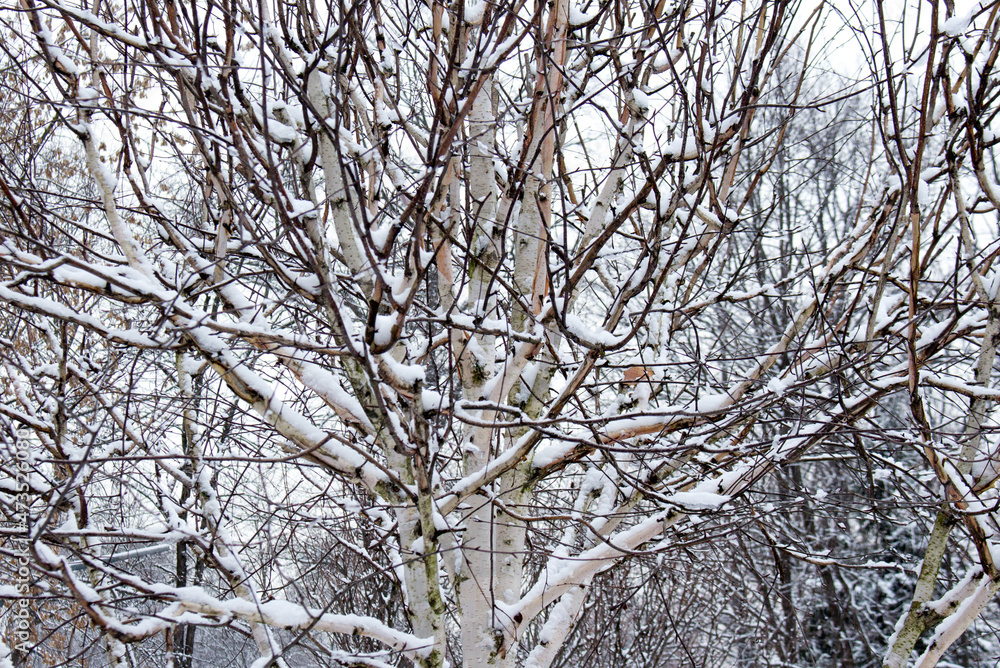 birch tree (Jacquemontii Betula ). winter view. birch tree (Jacquemontii Betula ). winter view.