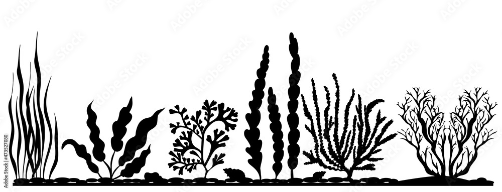 silhouette of seaweed on white background, isolated, vector silhouette of seaweed on white background, isolated, vector