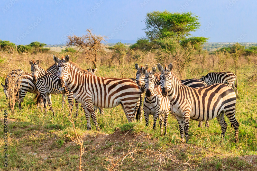 Herd of zebras in savanna in Serengeti national park in Tanzania. Wildlife of Africa Herd of zebras in savanna in Serengeti national park in Tanzania. Wildlife of Africa