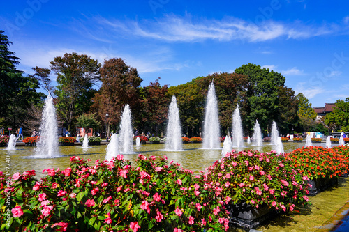 サンパチェンスが咲く上野恩賜公園の噴水広場（東京都台東区） photo