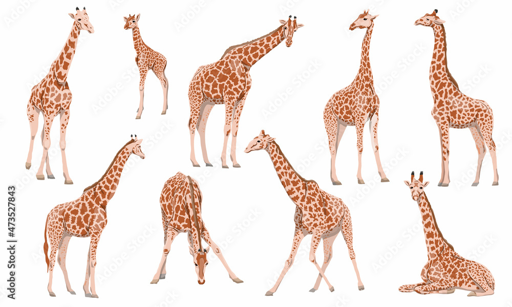 Fototapeta premium A set of males, females and cubs of Giraffa camelopardalis giraffes in different poses. Wild animals of Africa. Realistic vector animal