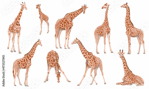 A set of males, females and cubs of Giraffa camelopardalis giraffes in different poses. Wild animals of Africa. Realistic vector animal