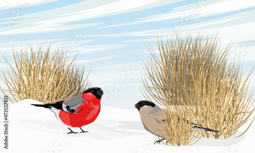 Male and female bullfinches stand in the snow near dry grass. Birds in the winter. Realistic vector landscape