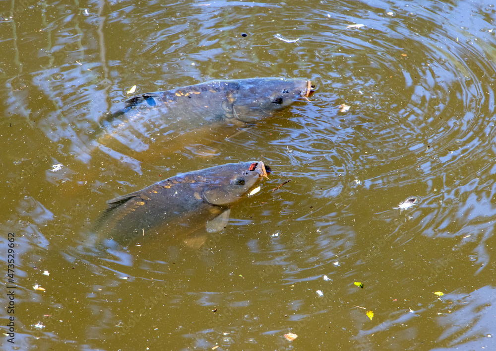 Carp breathes through their mouths on the surface of the water Carp breathes through their mouths on the surface of the water