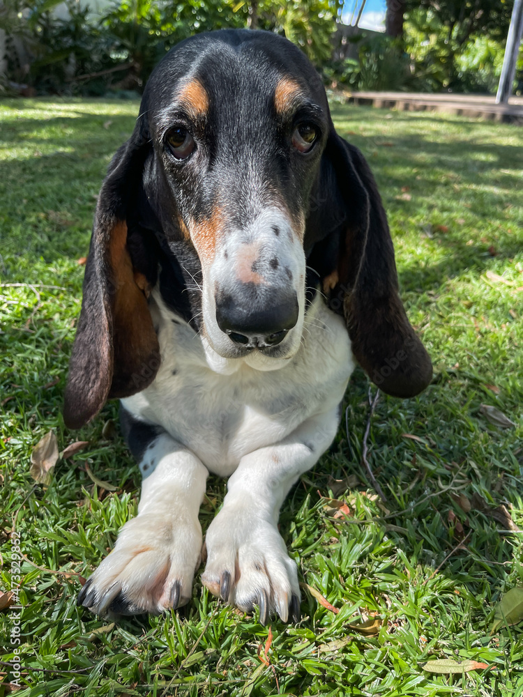 Close up of face and front legs of a Basset Hound lying on green grass.