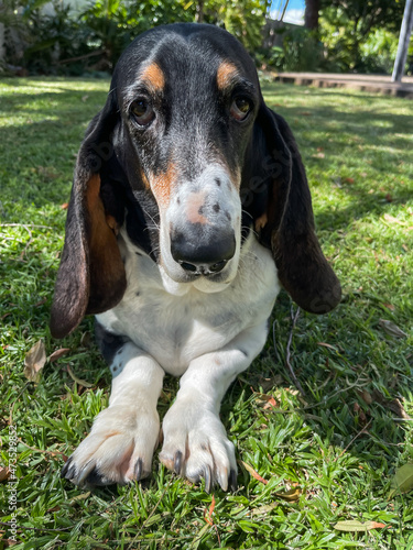 Close up of face and front legs of a Basset Hound lying on green grass.