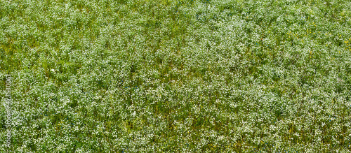 Panoramic aerial view of blooming chamomile field. Green grass. Summer floral pattern. Setomaa, Estonia. Wildflowers close-up. Environmental conservation, gardening, alternative medicine, ecotourism