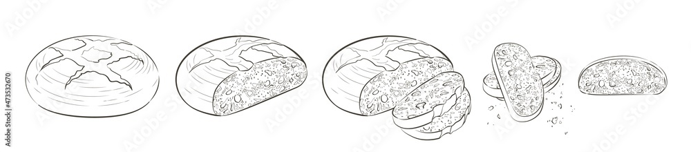Fototapeta premium loaf of bread. Rye rounde rustic bread or whole grain baked bread. Logo, icon. Vector Sketch realistic line vintage illustration
