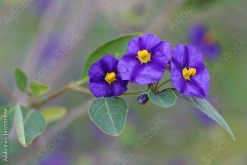 Foto Lycianthes rantonnetii, the blue potato bush or Paraguay nightshade, is a specie