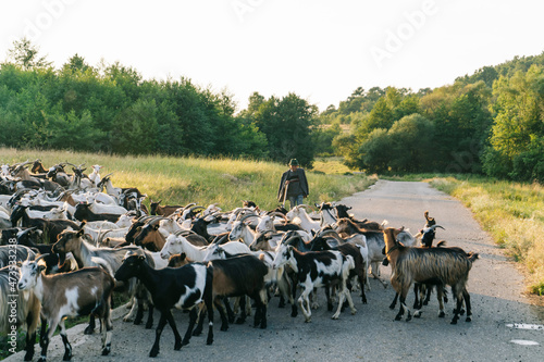 Wallpaper Mural Senior male herder walking behind herd of goats on road Torontodigital.ca