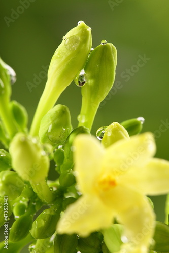 Tropical papaya fruit flowers on the tree, with morning dew drops. 