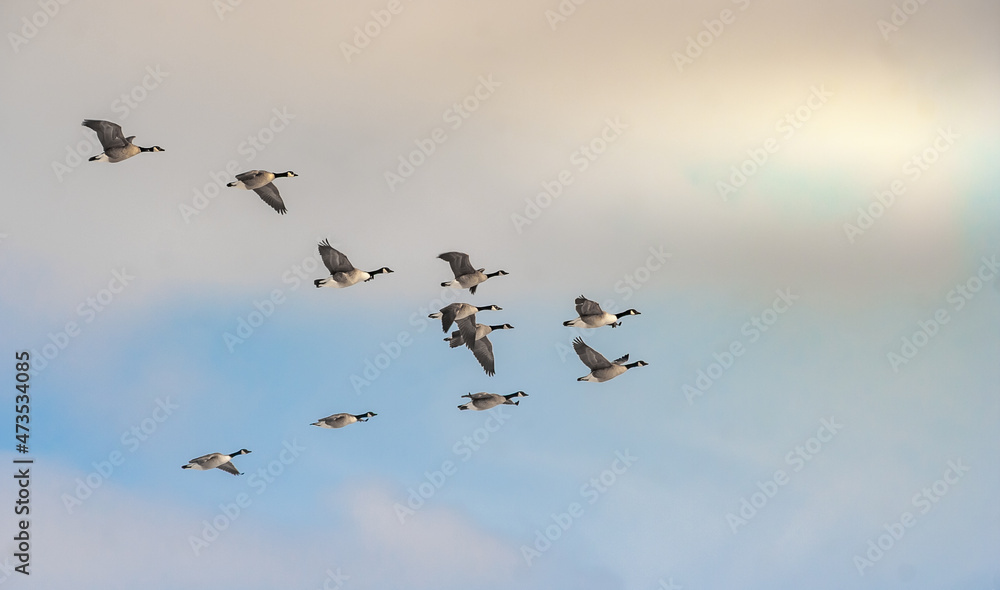 Canadian geese flying in formation in the late winter afternoon