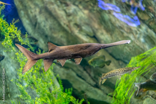 Canvas Print Paddlefish (polyodon spathula)