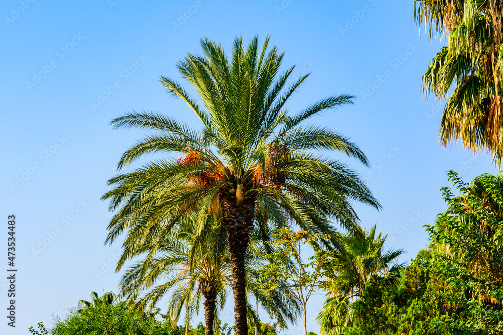 Bunches of ripe fruits on a green date palm tree