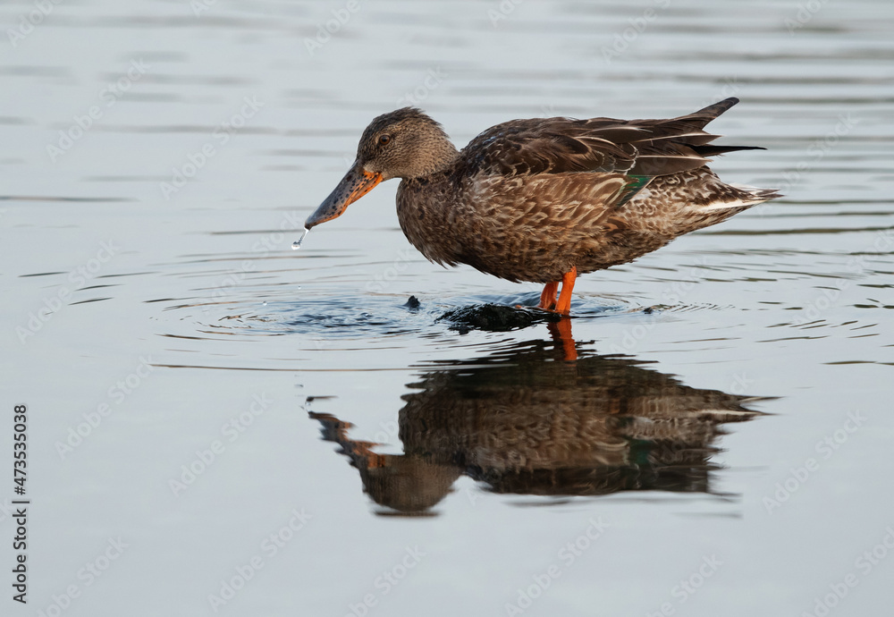 Northern Shoveler female at Tubli bay, Bahrain Northern Shoveler female at Tubli bay, Bahrain