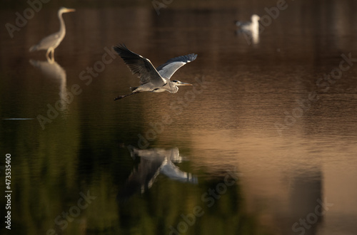 Grey Heron flying at Tubli bay with reflecton on water, Bahrain photo