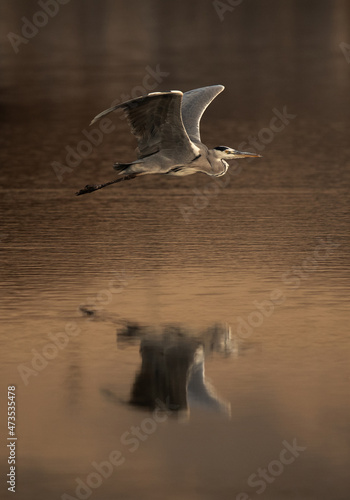 Grey Heron flying at Tubli bay with reflecton on water, Bahrain photo