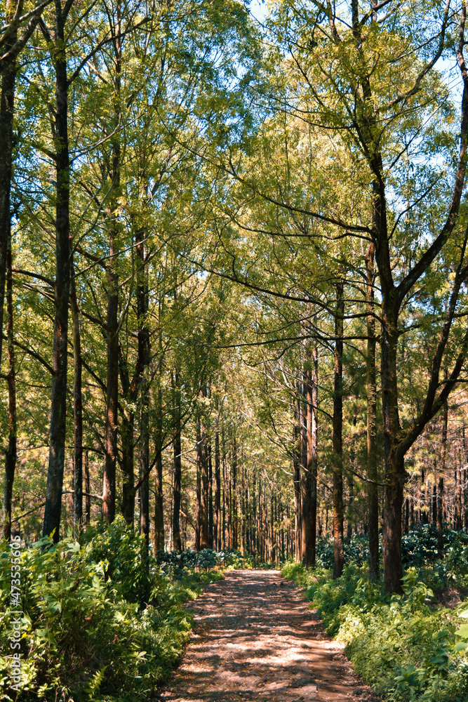 path in the forest path in the forest