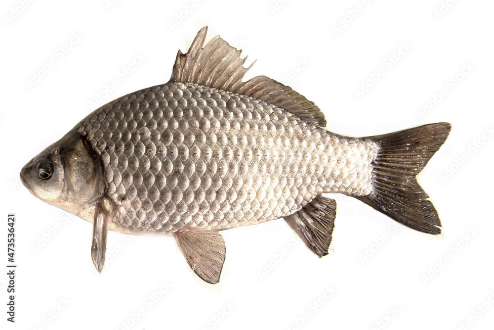 Freshwater crucian fish isolated on white Freshwater crucian fish isolated on white