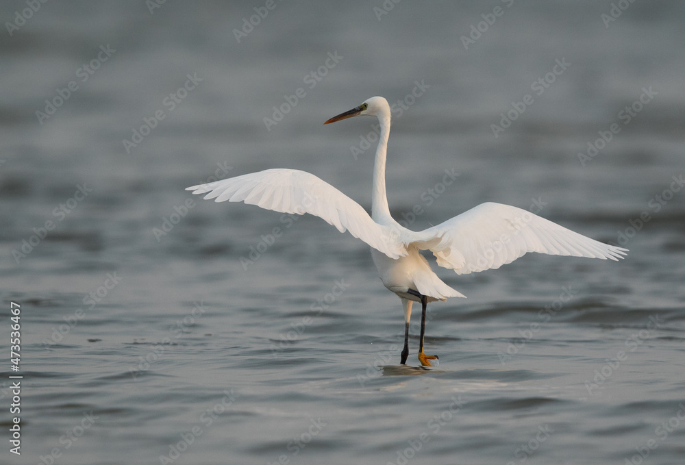 Western reef heron fishing near sanad mangrove, Bahrain Western reef heron fishing near sanad mangrove, Bahrain
