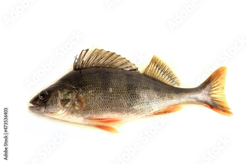 Freshwater perch isolated on white