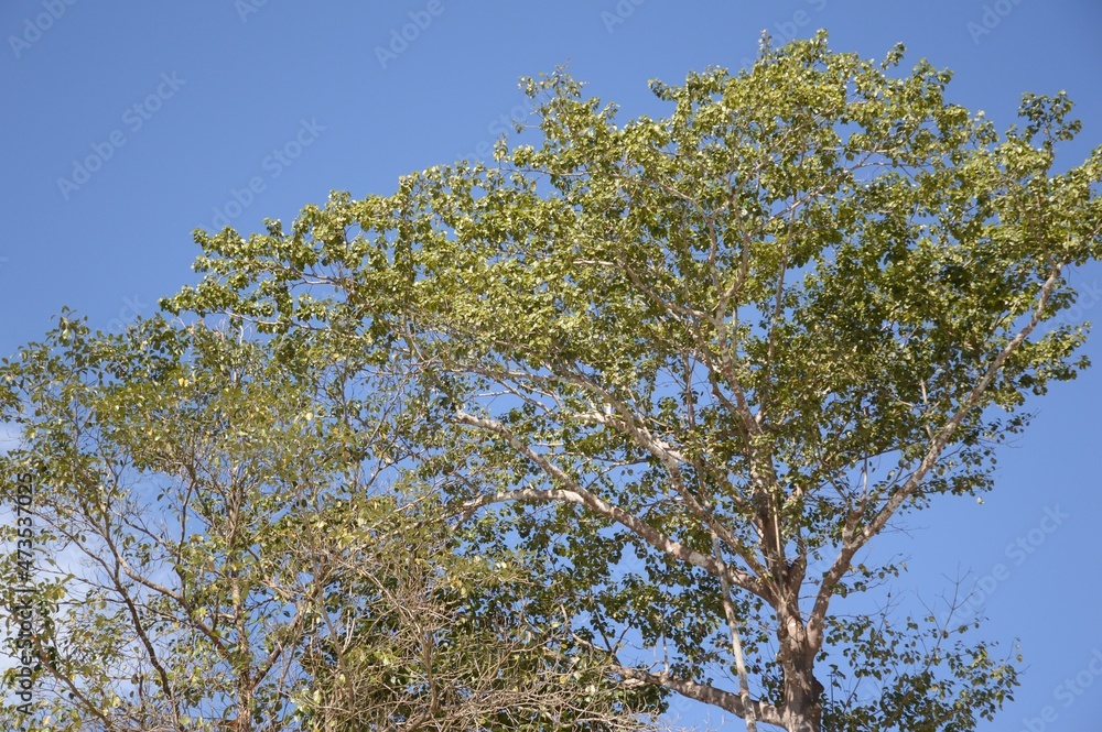 Obraz premium large tree in nature garden