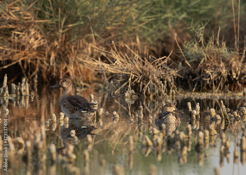 A pair of Common Teal at Asker marsh, Bahrain