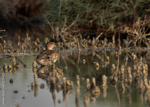 Common Teal at Asker marsh, Bahrain © Dr Ajay Kumar Singh