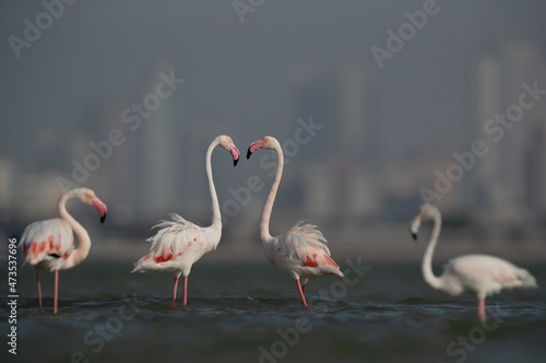 Greater Flamingos at Eker creek in the morning, Bahrain